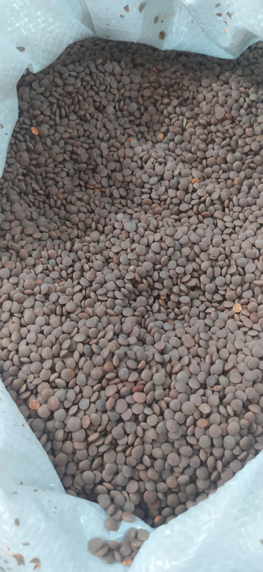 عدس آشی درجه یک